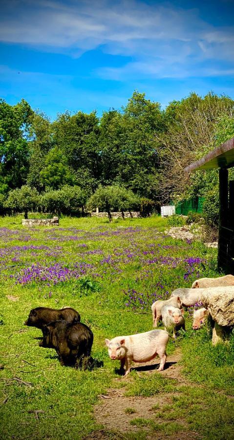 Arca Dos Animais - Farming & Spa Hostal Castelo Branco  Exterior foto